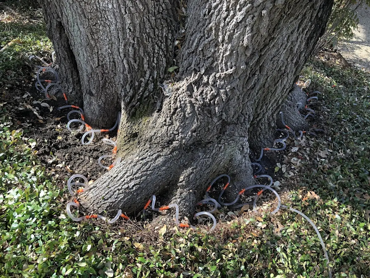 Detailed Tree Cabling and Bracing job site in Mc Connells