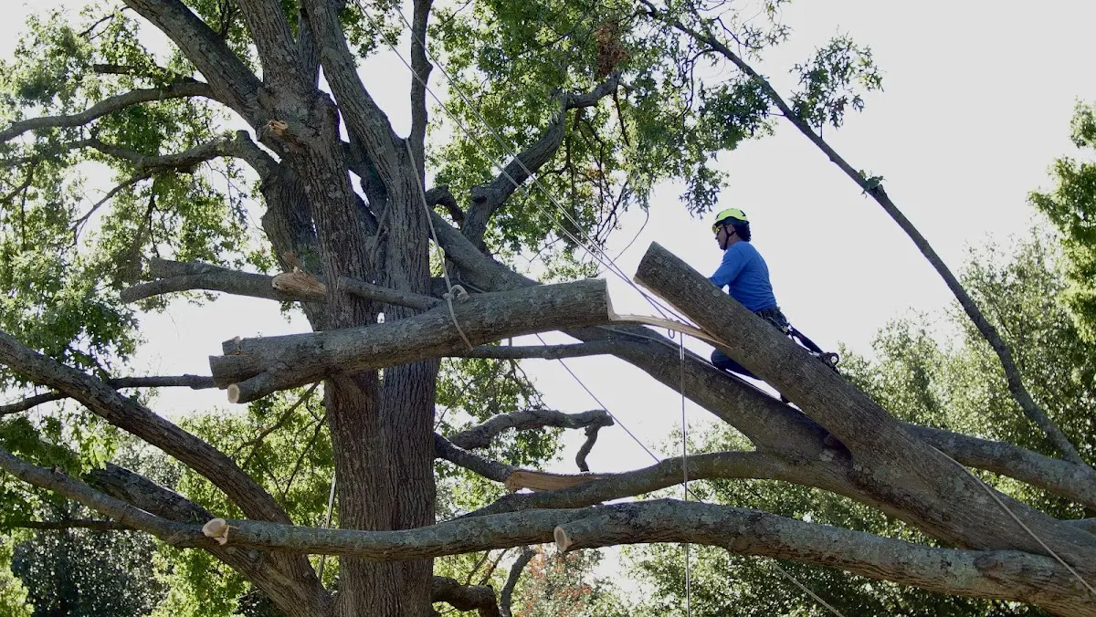 Professional Hazardous Tree Removal performed by certified arborists in Mc Connells