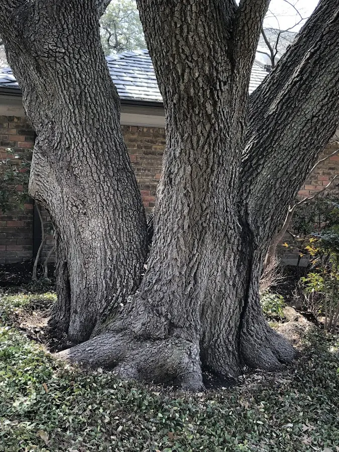 Mature heritage tree close to a Mc Connells property cared for by certified arborists